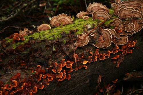 Coriolus