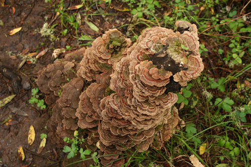 Coriolus